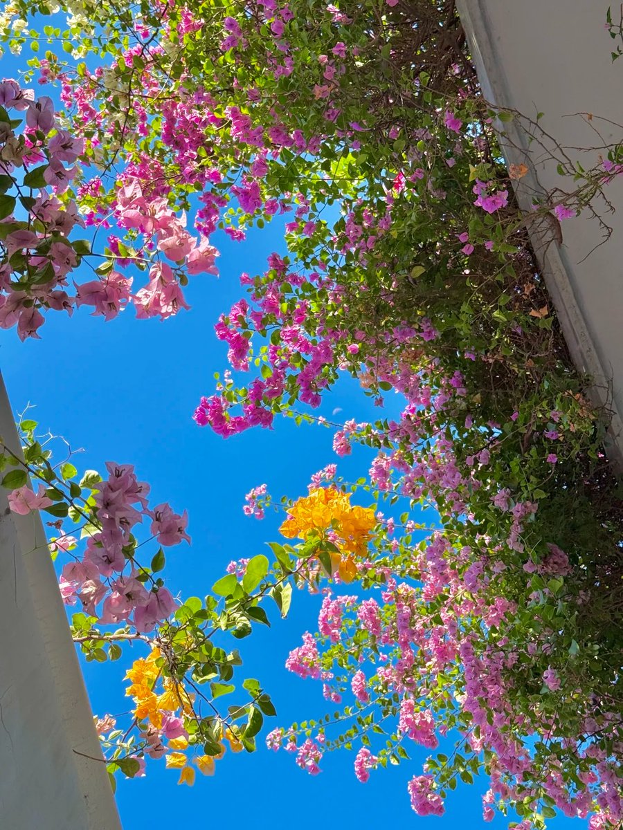 秋天是彩色的•*¨*•.¸🌸🍃🌼🕊️🌷