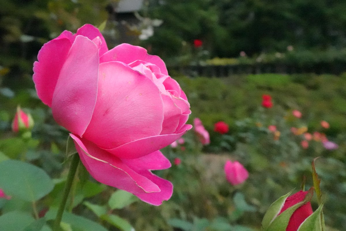 旧古河庭園 on X