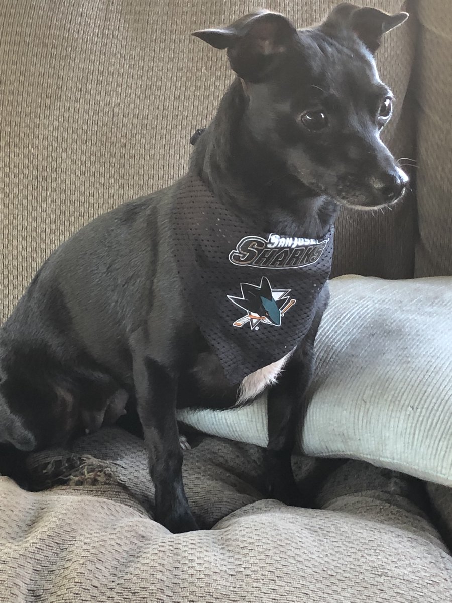 spawty's tweet photo. Celebarky watchin' his guy have a 5-point night/hat trick #Celebrini #SJSharks https://t.co/8HB6Tw6DSt