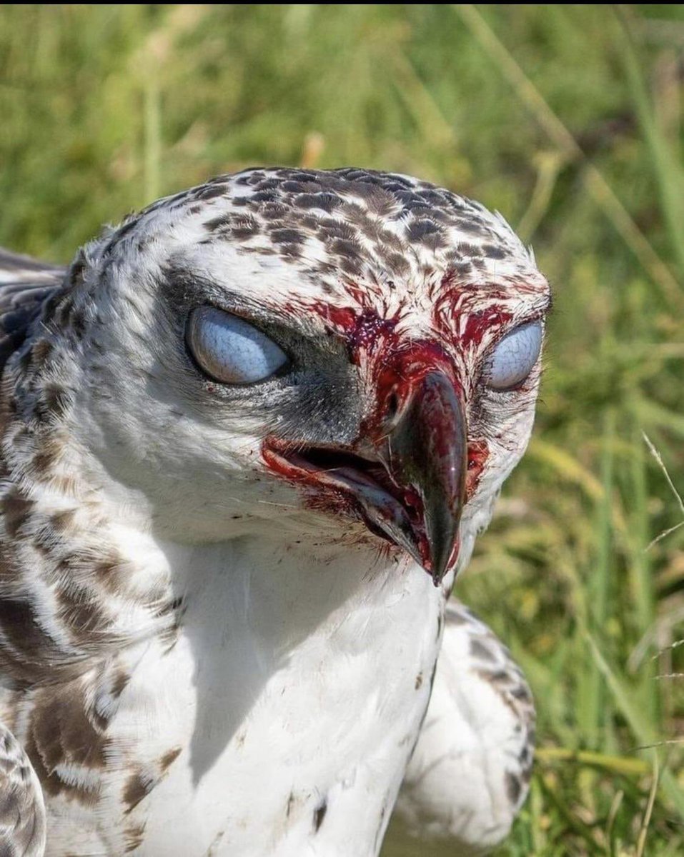 Alexander's Cartographer (@cartographer_s) on Twitter photo 