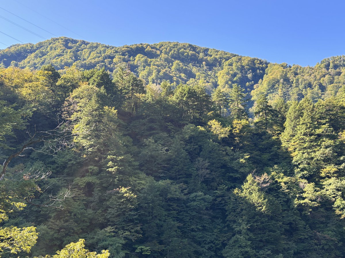 torokkodensya's tweet image. 秋晴れ☀️の黒部峡谷🎶
紅葉の色付きも徐々に増してきました🍁
車窓から峡谷の自然美をお楽しみくださ〜い🚃😃

#黒部峡谷トロッコ電車