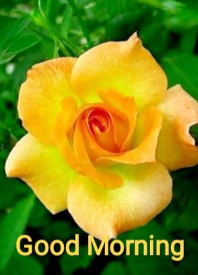 Karthika_s1's tweet image. എല്ലാവർക്കും,
സമാധാനമുളള, ശാന്തമായ ദിനം ആശംസിക്കുന്നു...
🌼💚💛🌼💚💛🌼💚💛🌼💚💛🌼
Wishing you all a Peaceful and Serene day 💛