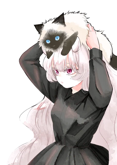 猫と角とドレスシャツ
