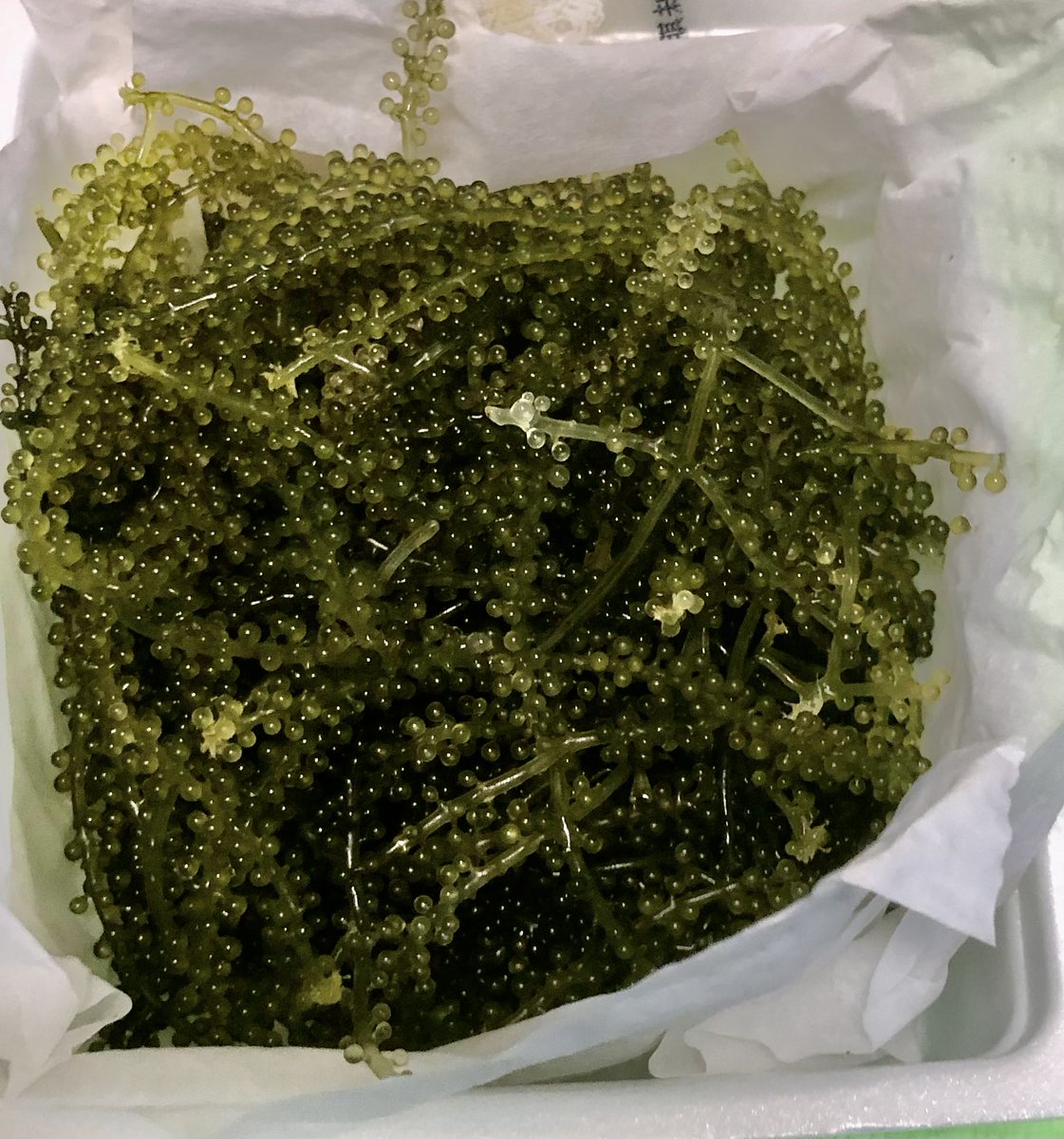 tatchichibicha's tweet image. 海ぶどう100gが250円の激安だった｡凄くたくさん入っててビックリ😳プチプチで美味しかった💕バローさん凄すぎる
＃Valer