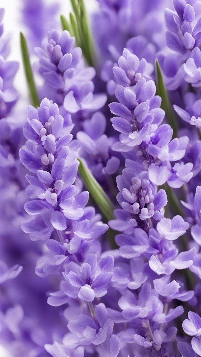 Good morning X friends 💟

I wish y'all a very happy Friday 🪻🌱

#FridayVibes