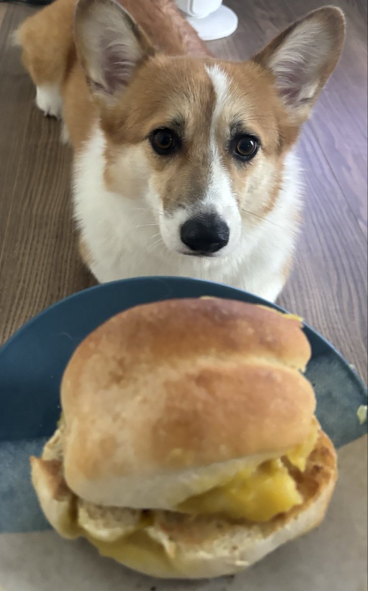 本日はスイートポテトロール🍠
芋大好きな方が狙われています🐶🥯💓