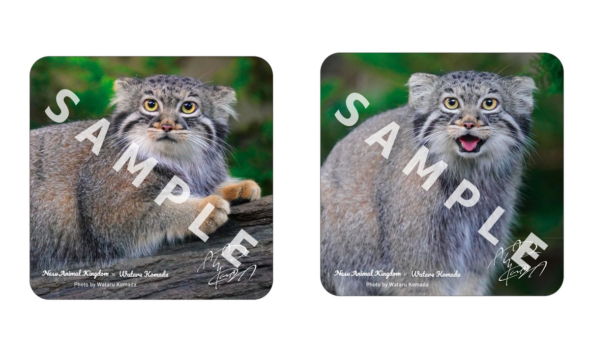 駒田航さん撮影マヌルネコの限定コラボグッズを11月2日より那須