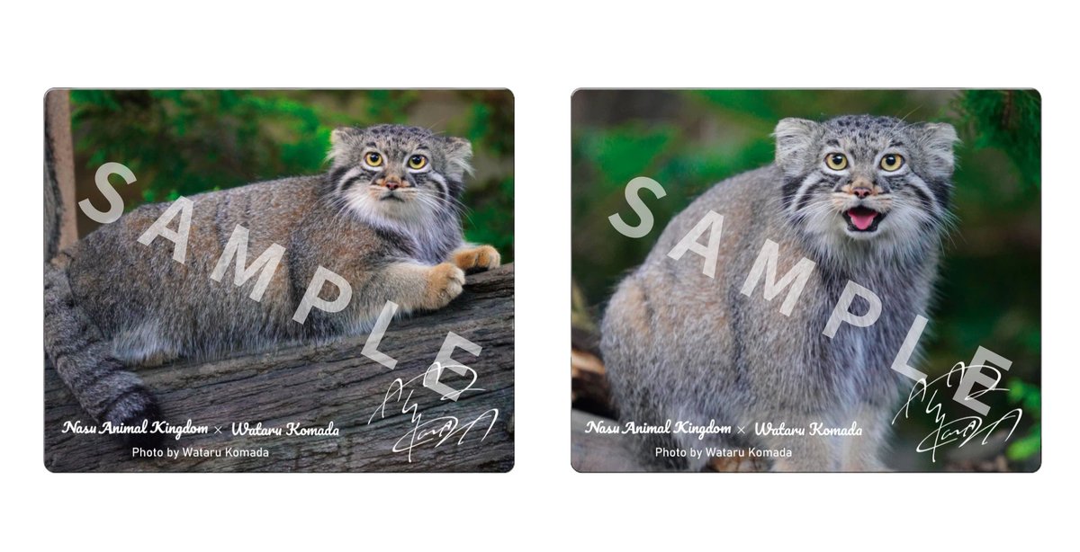 駒田航さん撮影マヌルネコの限定コラボグッズを11月2日より那須