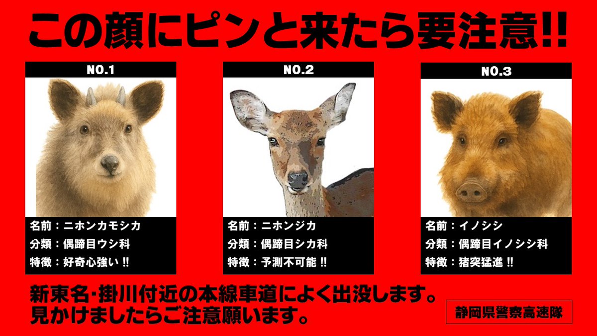 minoru様ご確認用　日本鹿角 SDGs【DEER HORNE 鹿の角】(大サイズ)1本 | 熊本県美里町 | ふるさと