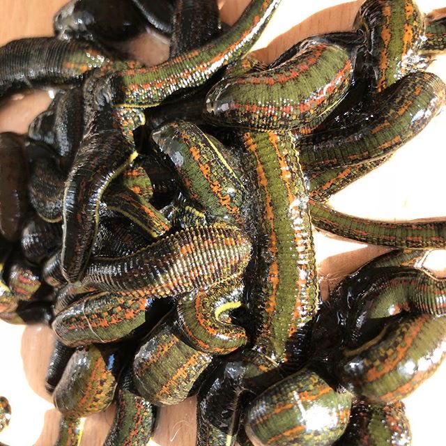 brienneswife's tweet photo. Nothing better than #Leeches… 🪱Except maybe #Flaying 😜 #Yep #ImABolton 😵 https://t.co/GxA2xFjoMl