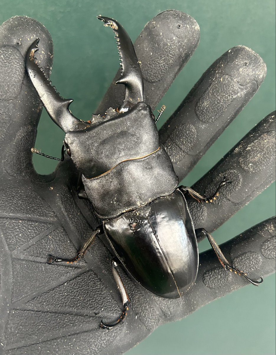 PERISOREUS INTERNIGRANS 台座欠品 PERISOREUS INTERNIGRANS 台座欠品