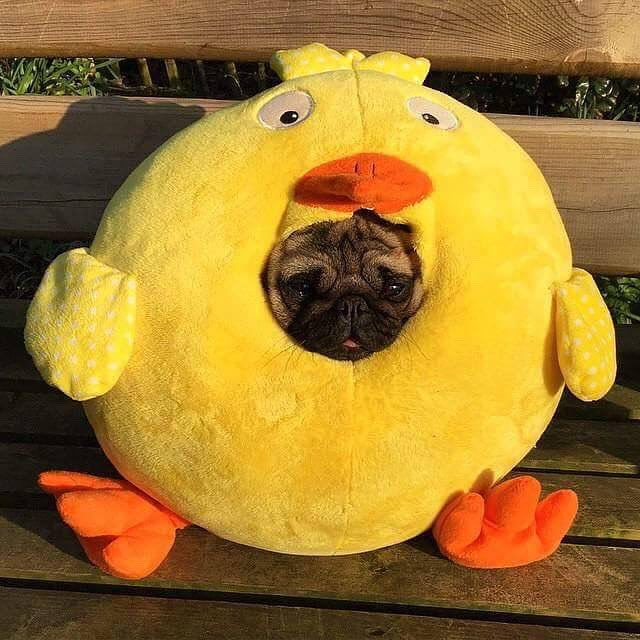 chuckthepug_ctp's tweet photo. Halloween is almost here. Time to pull out photos of Chuck the Pug (senior and junior) and their friends wearing different Halloween costumes🎃🐾❤️ #pugmommy #pugdaddy #pugs #seniorpug #pug #puglicious #puglove #lovepug #puglife #puglove #pugsnotdrugs #pugnation #pugpuppy https://t.co/eB63xpvvTX