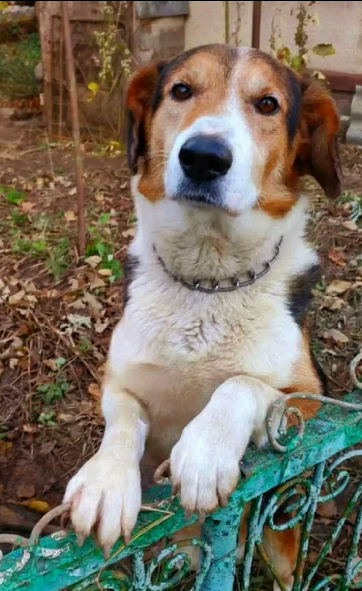 Proskoviia's tweet image. Закинутий будинок.
Там прикутий Барсік ...
Сама одинока душа у світі мабуть.
Проводжає поглядом ,підскулює.
Йому приблизно 4 роки.
Добродугний,чемний...
Змініть його долю🙏🙏🙏
Дайте шанс не померти на тих розвалинах.
Привезем.

0970301891
0967227304