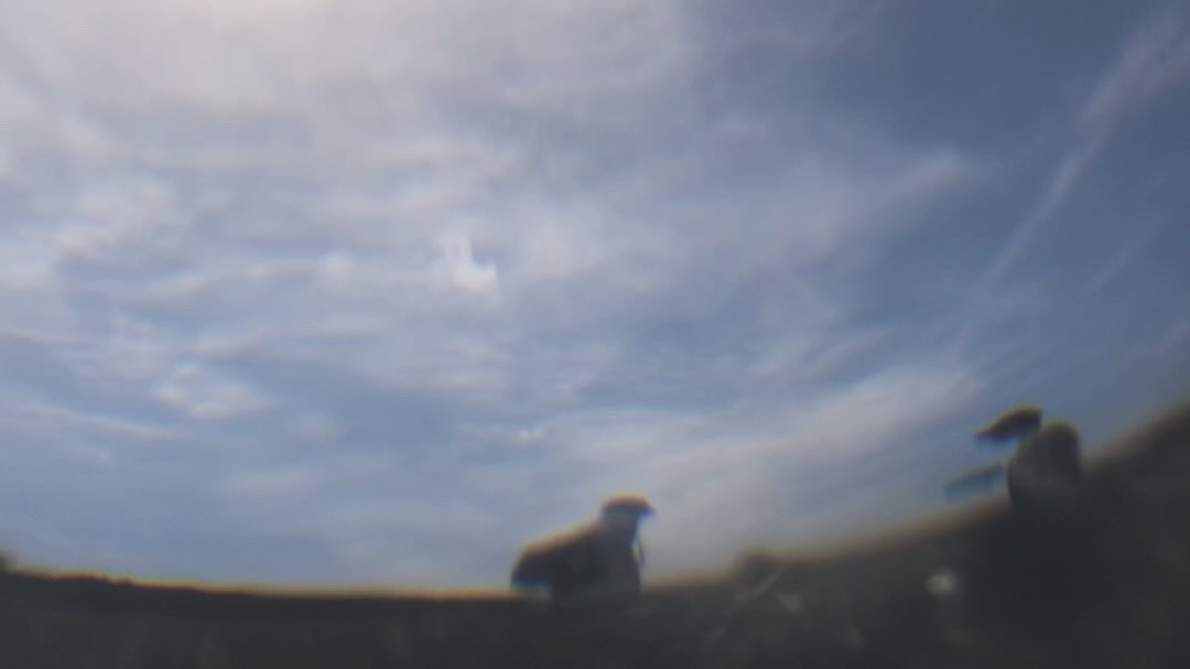 satomimagae tweet media