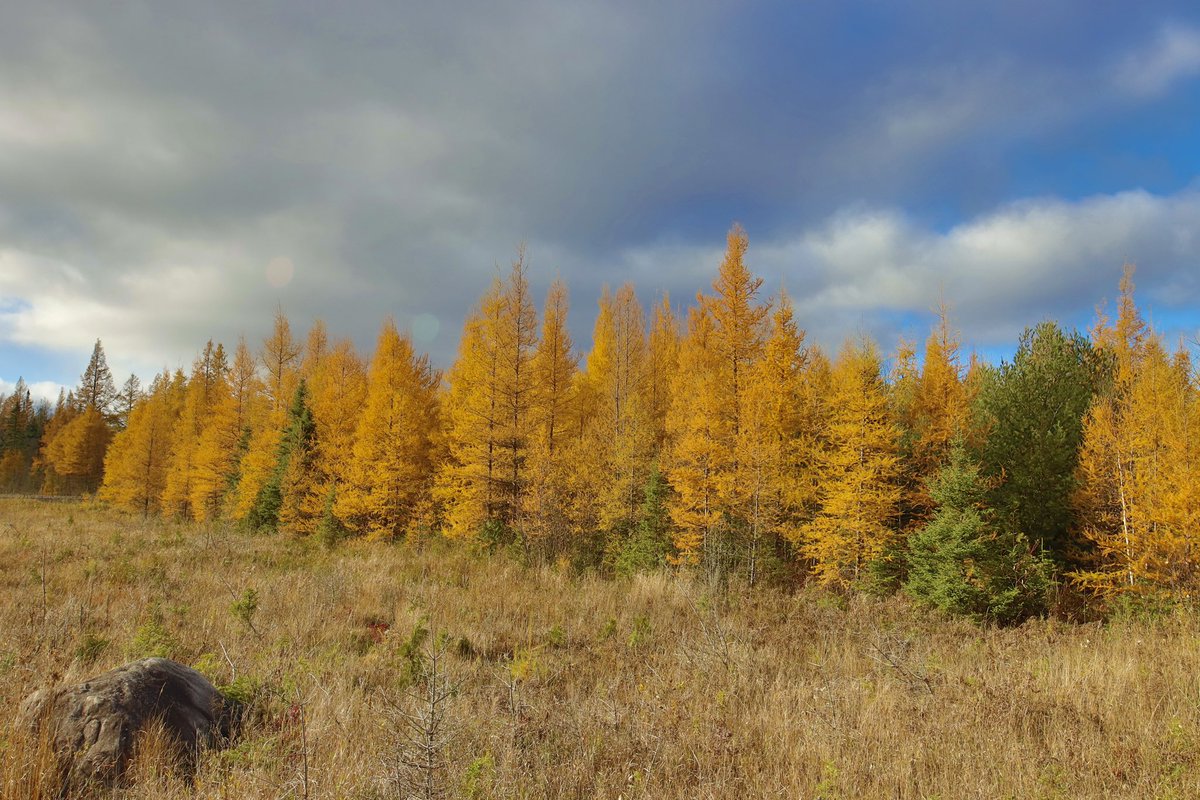 Golden tamaracks, oh my! I drove through multiple snow squalls in Superior National Forest today and spotted some snow buntings, too. Currently 27° in Tofte and dropping.