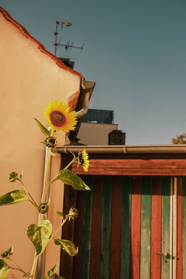 td8521's tweet photo. The bright yellow sunflowers are particularly eye-catching in the sunlight. https://t.co/jDvWplkZxm