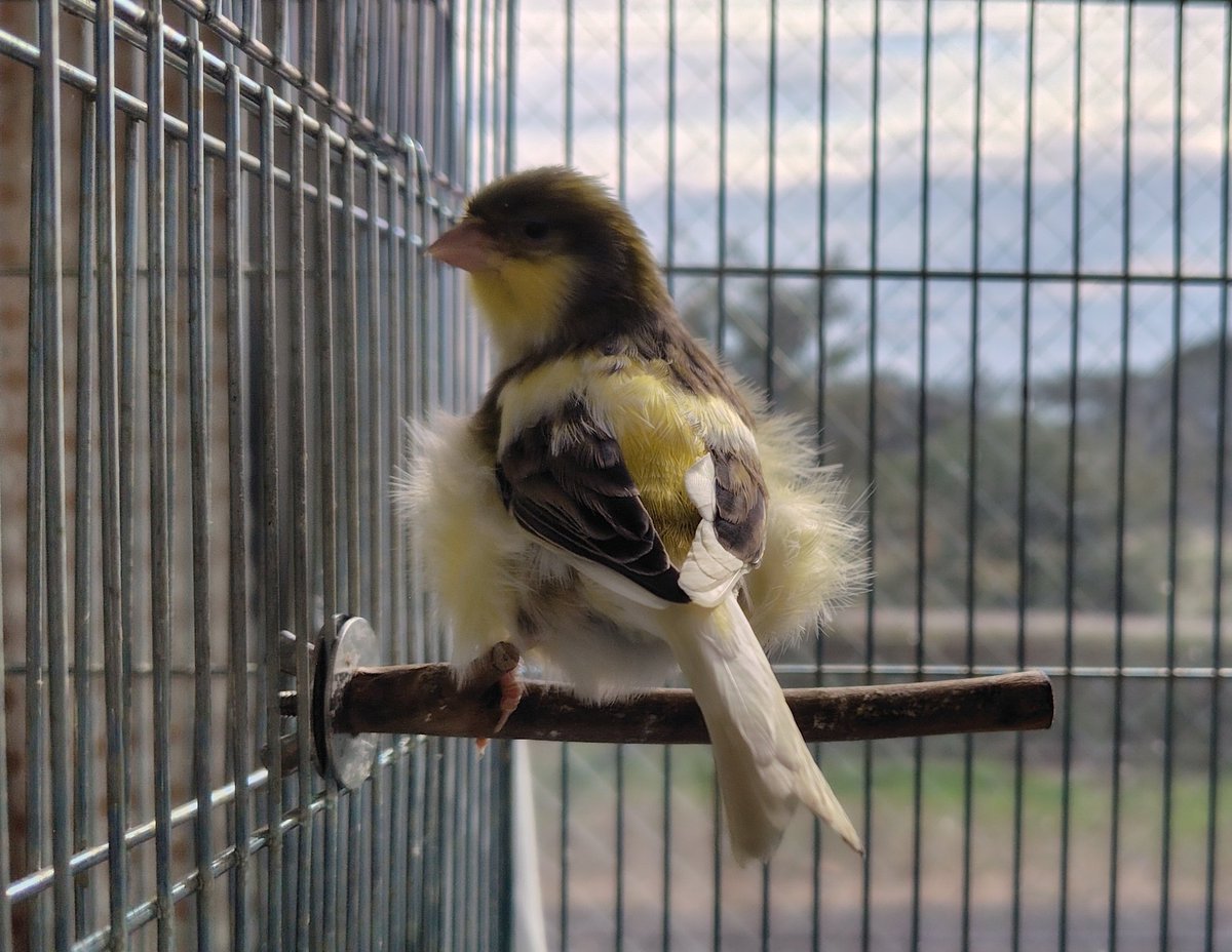 お羽がゴージャスに余りまくるカフェちゃん。
里親会の準備中です。