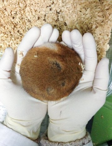 동면중인 햄스터는 손톱이 자라지 않는다는 연구.
하지만 깨끗하게 유지된다.

natgeo.nikkeibp.co.jp/atcl/news/24/0…