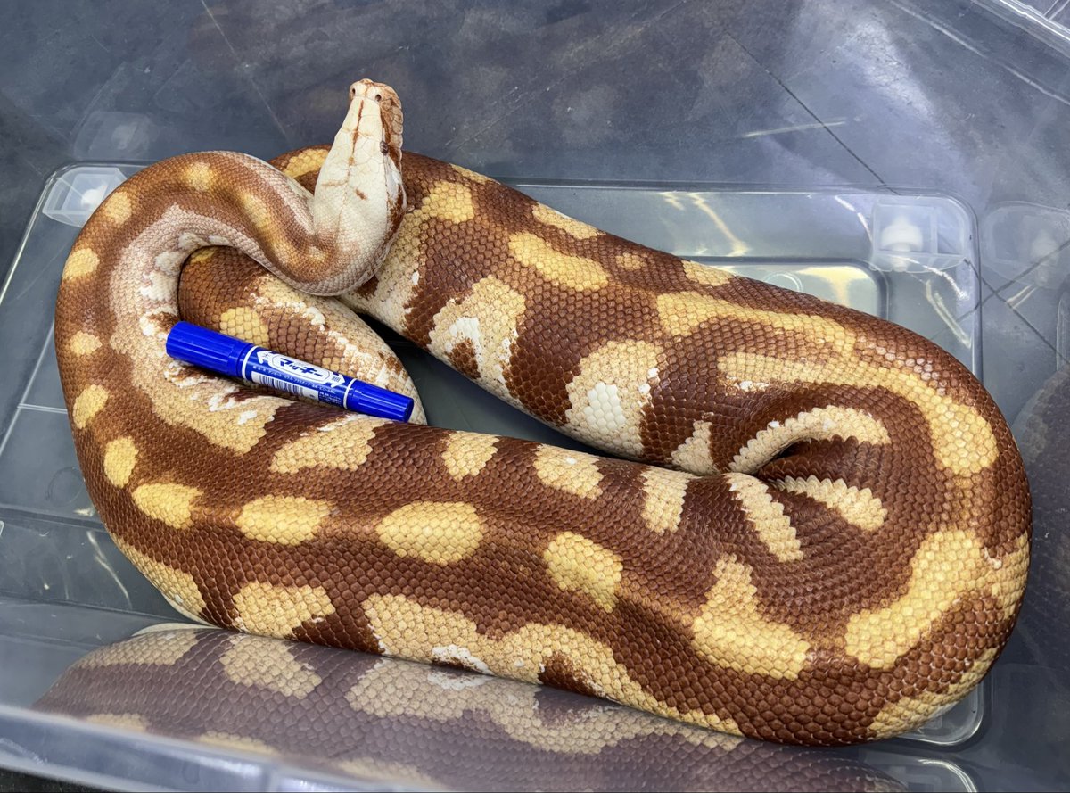 爬虫類倶楽部 大宮店 on X