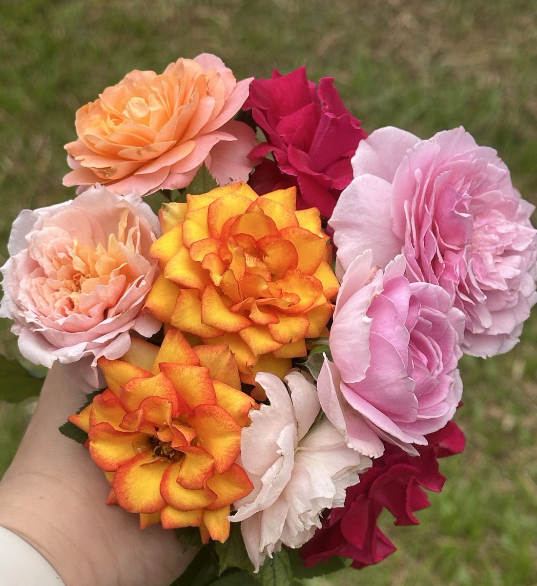 BoMidnightBaker's tweet image. เข้าใจความสุขของคนปลูกกุหลาบล่ะ 

นอกจากสีดอกจะสวย มีกลิ่นหอม และมีหนาม (ทำให้รอดหอยทาก) ปลูกกุหลาบมันต้องตัดดอก เพื่อกระตุ้นให้แตกยอดใหม่ จะได้ออกดอกใหม่ 

ดังนั้นเวลาเดินชื่นชมกุหลาบที่ปลูก ก็จะได้ตัดดอกที่บานมากๆ ออกเอามาปักแจกันไว้ในบ้านอีกด้วย แถมทั้งที่บานมากแล้ว…