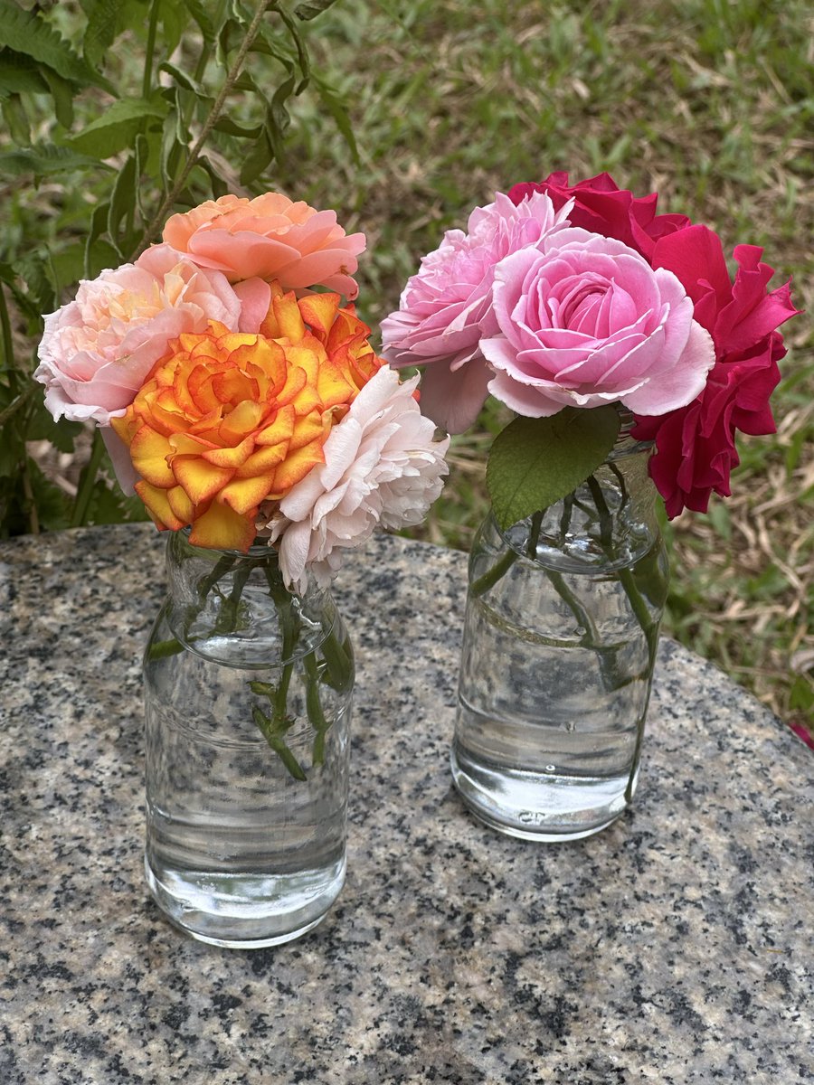 BoMidnightBaker's tweet image. เข้าใจความสุขของคนปลูกกุหลาบล่ะ 

นอกจากสีดอกจะสวย มีกลิ่นหอม และมีหนาม (ทำให้รอดหอยทาก) ปลูกกุหลาบมันต้องตัดดอก เพื่อกระตุ้นให้แตกยอดใหม่ จะได้ออกดอกใหม่ 

ดังนั้นเวลาเดินชื่นชมกุหลาบที่ปลูก ก็จะได้ตัดดอกที่บานมากๆ ออกเอามาปักแจกันไว้ในบ้านอีกด้วย แถมทั้งที่บานมากแล้ว…