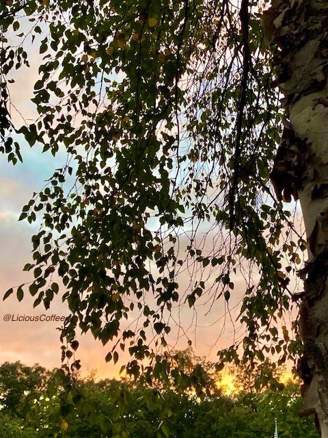 LiciousCoffee's tweet image. The 🌎 is full of amazing contents, see it, recognize it, create IT—find Art in Nature.
🧡 💛Looking thru Paper Birch at a Golden Sunset 🌿🌳🌅🌿🌳
#Nature #NaturePhotography #Photography #PhotographyIsArt #Tree #Park #NatureWalk #NatureLovers #Trees #sunset #SunsetPhotography
