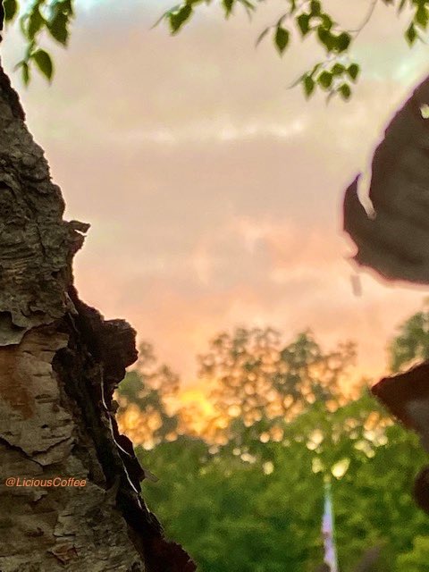 LiciousCoffee's tweet image. The 🌎 is full of amazing contents, see it, recognize it, create IT—find Art in Nature.
🧡 💛Looking thru Paper Birch at a Golden Sunset 🌿🌳🌅🌿🌳
#Nature #NaturePhotography #Photography #PhotographyIsArt #Tree #Park #NatureWalk #NatureLovers #Trees #sunset #SunsetPhotography