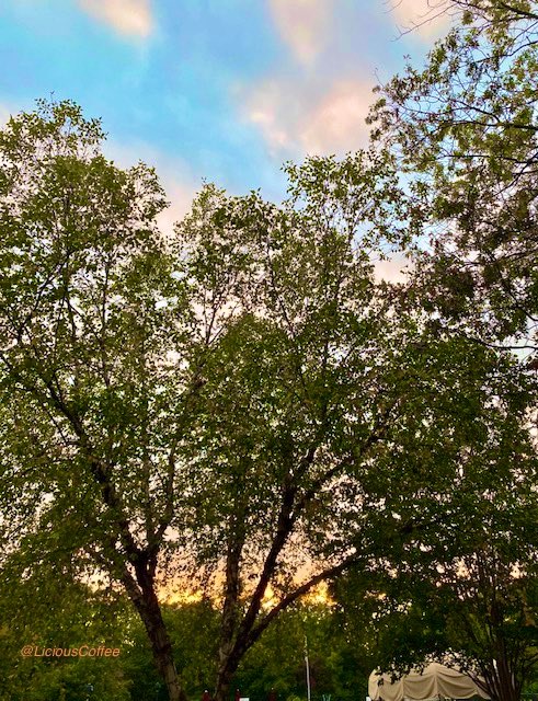 LiciousCoffee's tweet image. The 🌎 is full of amazing contents, see it, recognize it, create IT—find Art in Nature.
🧡 💛Looking thru Paper Birch at a Golden Sunset 🌿🌳🌅🌿🌳
#Nature #NaturePhotography #Photography #PhotographyIsArt #Tree #Park #NatureWalk #NatureLovers #Trees #sunset #SunsetPhotography