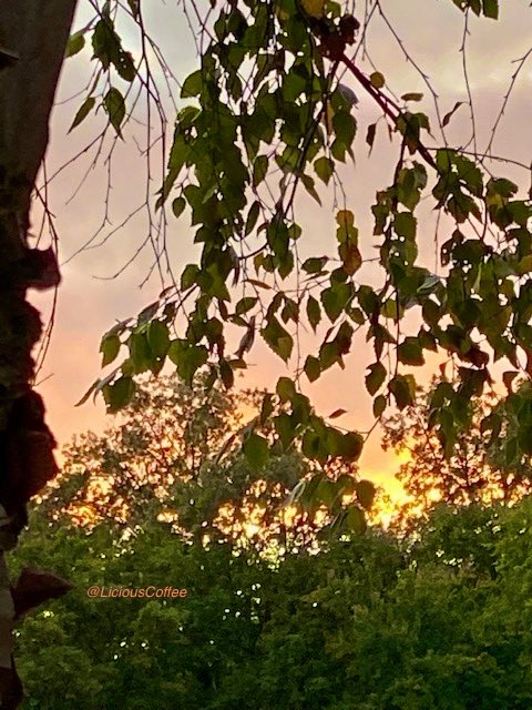LiciousCoffee's tweet image. The 🌎 is full of amazing contents, see it, recognize it, create IT—find Art in Nature.
🧡 💛Looking thru Paper Birch at a Golden Sunset 🌿🌳🌅🌿🌳
#Nature #NaturePhotography #Photography #PhotographyIsArt #Tree #Park #NatureWalk #NatureLovers #Trees #sunset #SunsetPhotography
