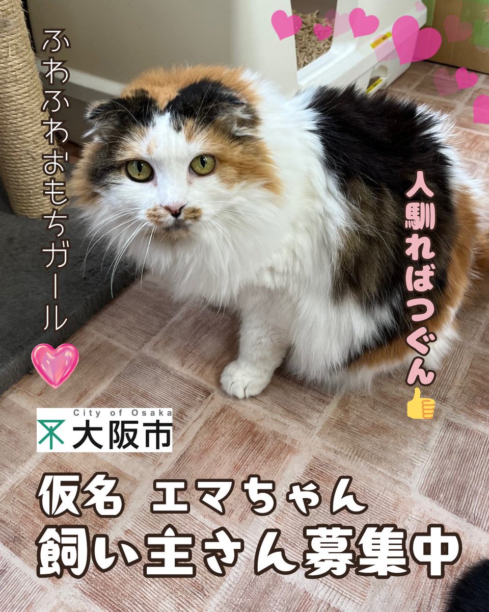 おおさかワンニャン通信 on X