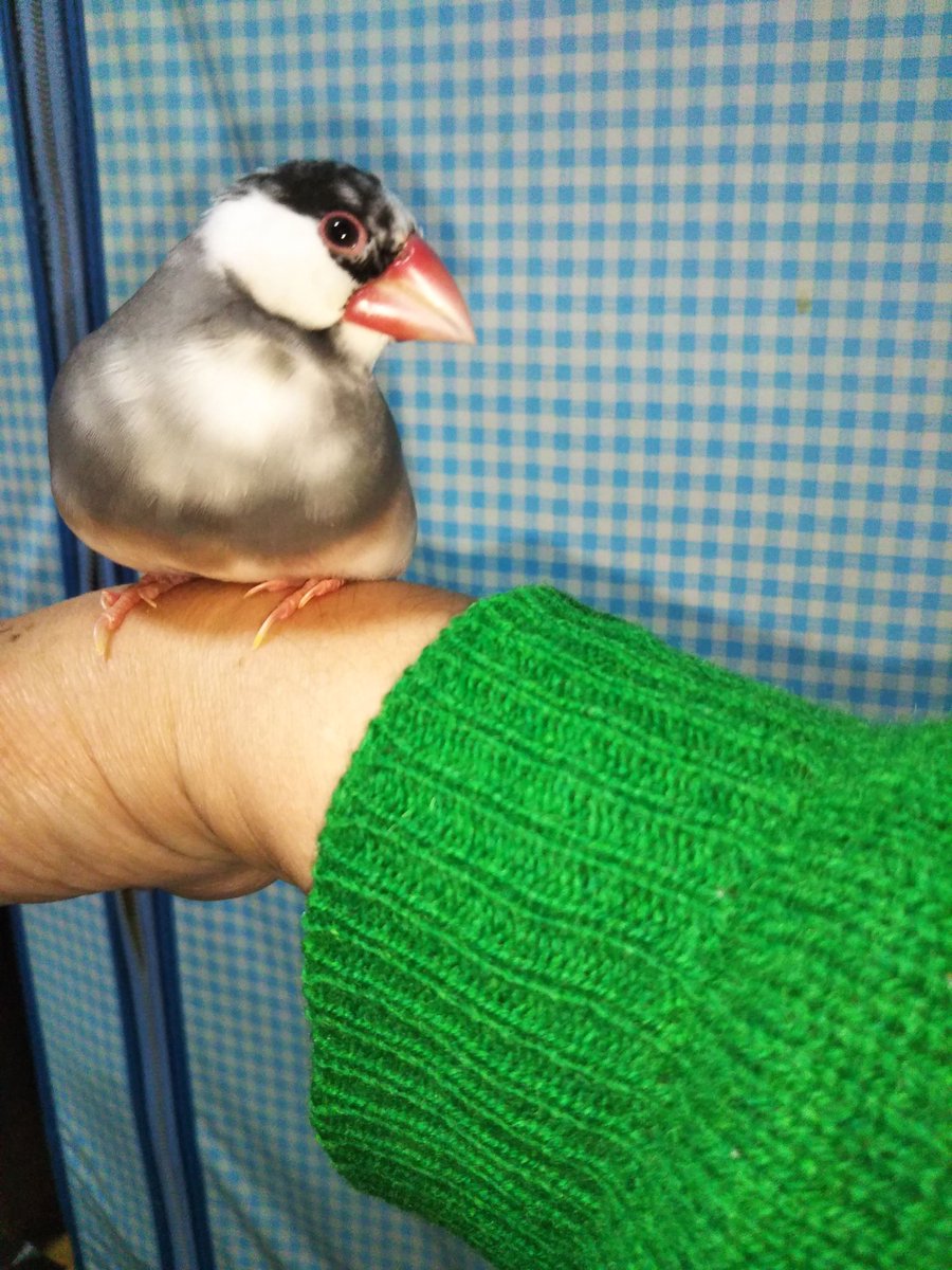 chanchanページ アンダーアーマー公式】 UAチーム ベンチコート（ライフスタイル