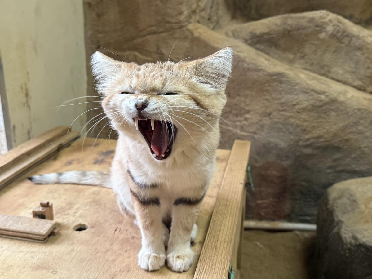 朝イチ、電気をつけた直後のスナネコ。
なんだかまだ眠そう。。。
#スナネコ #ecoハウチュー