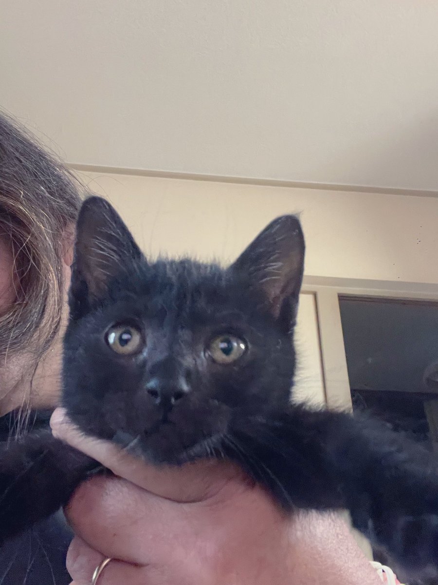 黒猫 楽天市場】A+ (アクセントプラス) Toki×Tabi 大型掛け時計 60cm