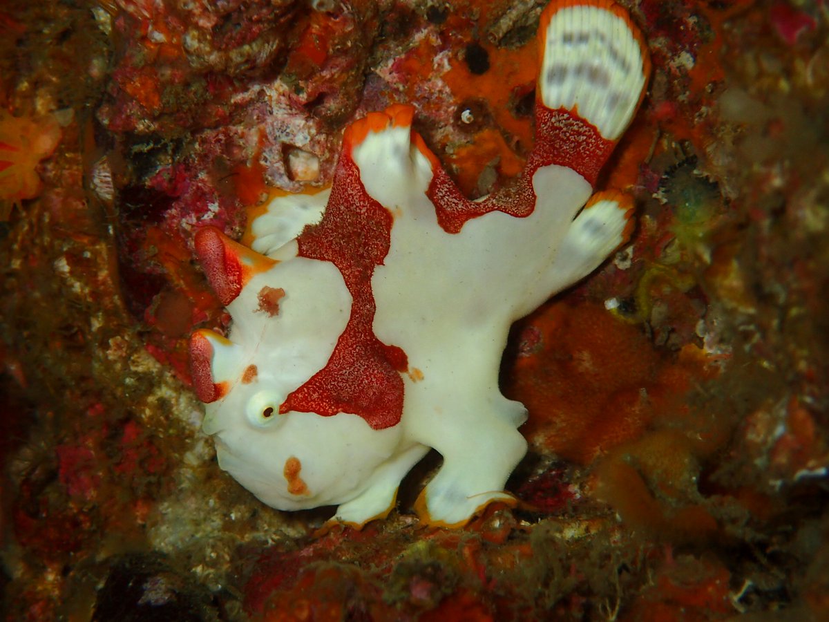 冬の宮崎特集第１弾🐟北部・延岡の海🐠
風が落ち着き透明度も上がる宮崎の冬の見どころをギュッと詰め込みました✨

600種類を超える魚種や花畑のように広がるソフトコーラルと巨大なハードコーラル🪸
カエルアンコウ天国にも注目👀

地元ガイドのおすすめコメントも✨
oceana.ne.jp/diving/diving-…