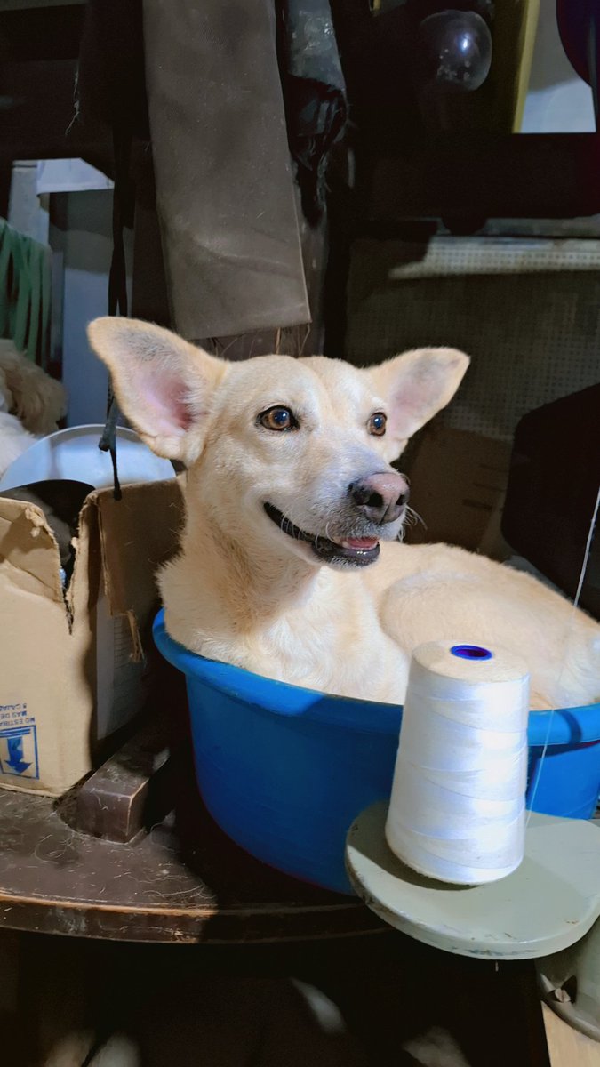 Para el día de mañana No tenemos alimento porfavor ayuda 🙏🏻🐕
Son 47 peludos qué se comen un saco diario de alimento. 🙏🏻🐾
Banco Agrícola 
3420611656
A nombre de Michelle Yescas <a href="/cantanteioh/">LukaPopi</a> <a href="/JeannetteAguil1/">Jeannette Aguilar 🇸🇻 🇵🇸</a> <a href="/Ryangoslin19901/">Goslin</a> <a href="/MarlonRodSF/">M.J.</a>