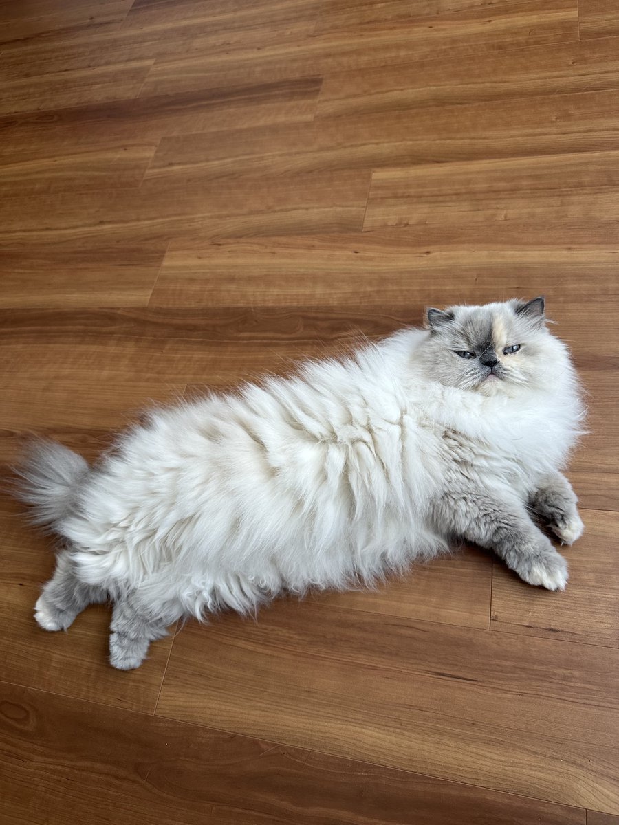 himadayo0820's tweet photo. 今日のあざらし🦭

#ヒマラヤン #himalayan https://t.co/dxkmc74oIz