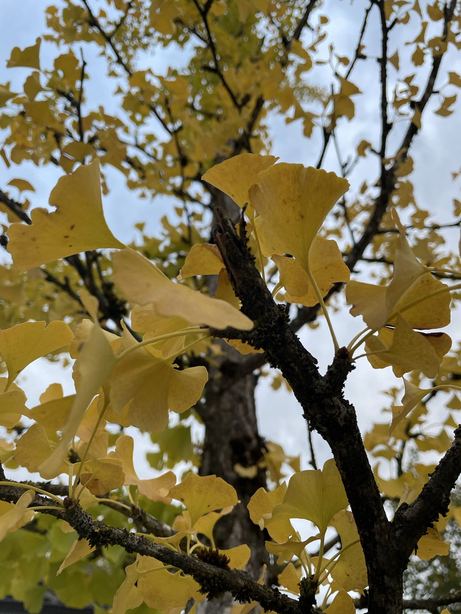 geraldseny's tweet photo. Nature always wears the colors of the spirit…🌳🌏

- Ralph Waldo Emerson https://t.co/gQ4nNJ5aU7