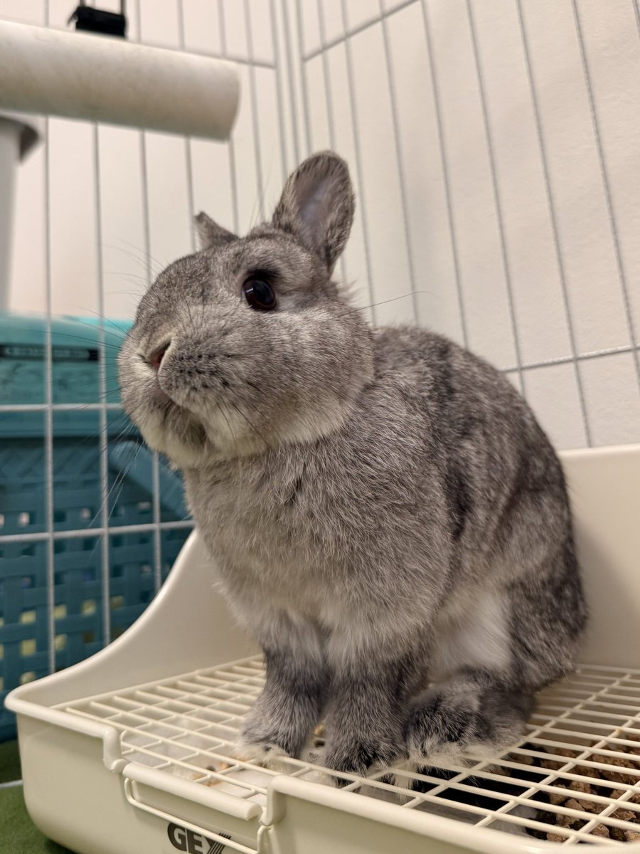 うさもるページ 色:立ち耳ベージュ_サイズ:mini_スタイル:もちうさぎ】シナダ