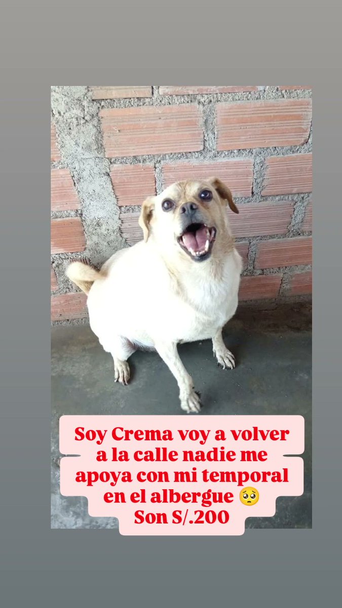 Peluadopres's tweet photo. Que difícil es llegar a corazones para que puedan apadrinar este mes a Batman, Crema, Candy y Bonny 🐶🥺 los días pasan como flash y solo 1 d ellos va poder continuar con techo alimento y cuidados en el albergue 🥺🥺
Si quieres unirte aqui yape/plin: 948302713 Karolina Rodríguez https://t.co/T2ed1MHbqi