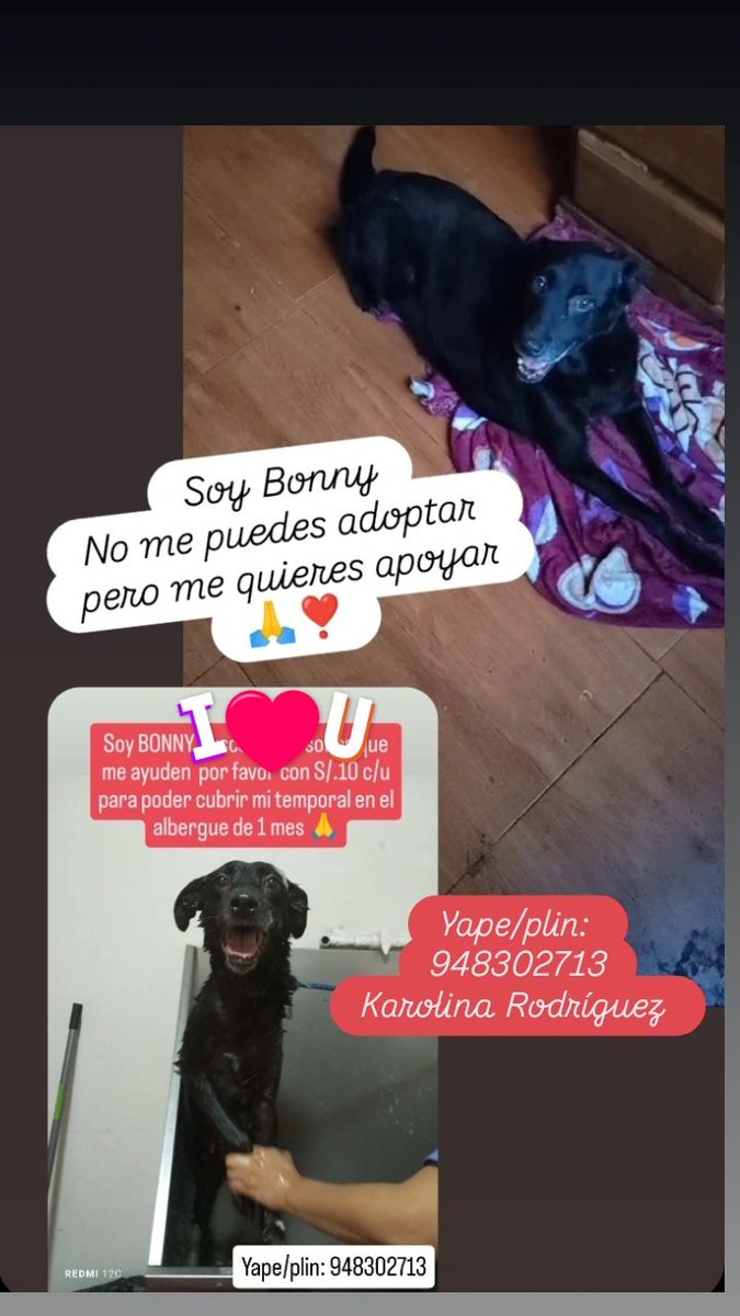 Que difícil es llegar a corazones para que puedan apadrinar este mes a Batman, Crema, Candy y Bonny 🐶🥺 los días pasan como flash y solo 1 d ellos va poder continuar con techo alimento y cuidados en el albergue 🥺🥺
Si quieres unirte aqui yape/plin: 948302713 Karolina Rodríguez