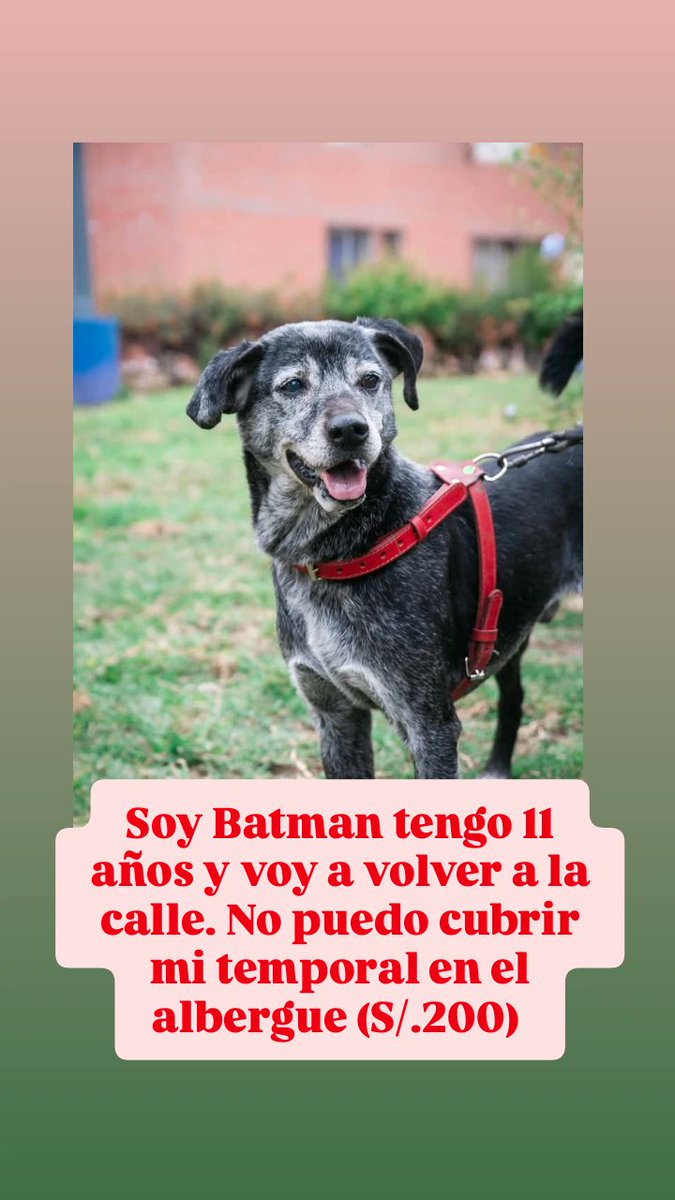 Peluadopres's tweet photo. Que difícil es llegar a corazones para que puedan apadrinar este mes a Batman, Crema, Candy y Bonny 🐶🥺 los días pasan como flash y solo 1 d ellos va poder continuar con techo alimento y cuidados en el albergue 🥺🥺
Si quieres unirte aqui yape/plin: 948302713 Karolina Rodríguez https://t.co/T2ed1MHbqi