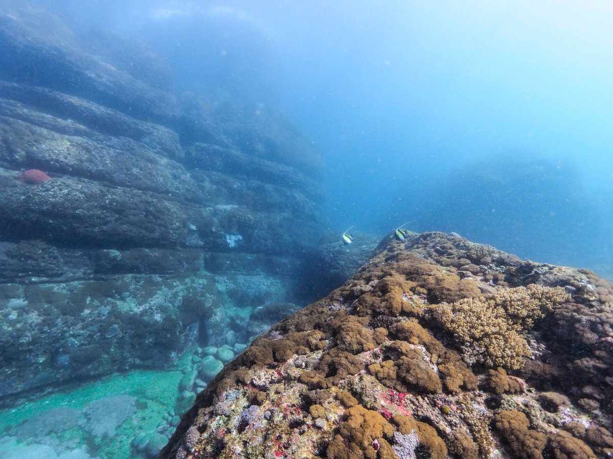 冬の宮崎特集第２弾🐠

宮崎南部・南郷の冬の海はダイナミックな地形と生き物が映える✨

浅瀬のピグミーシーホースや多様なウミウシなどマクロも大充実🔍❣️

地元のガイドたちからおすすめコメントもいただきました✨
oceana.ne.jp/diving/diving-…