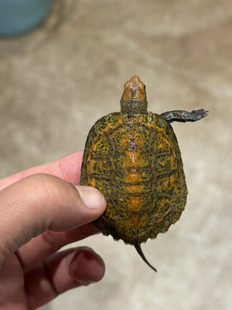 カメざんまい on X