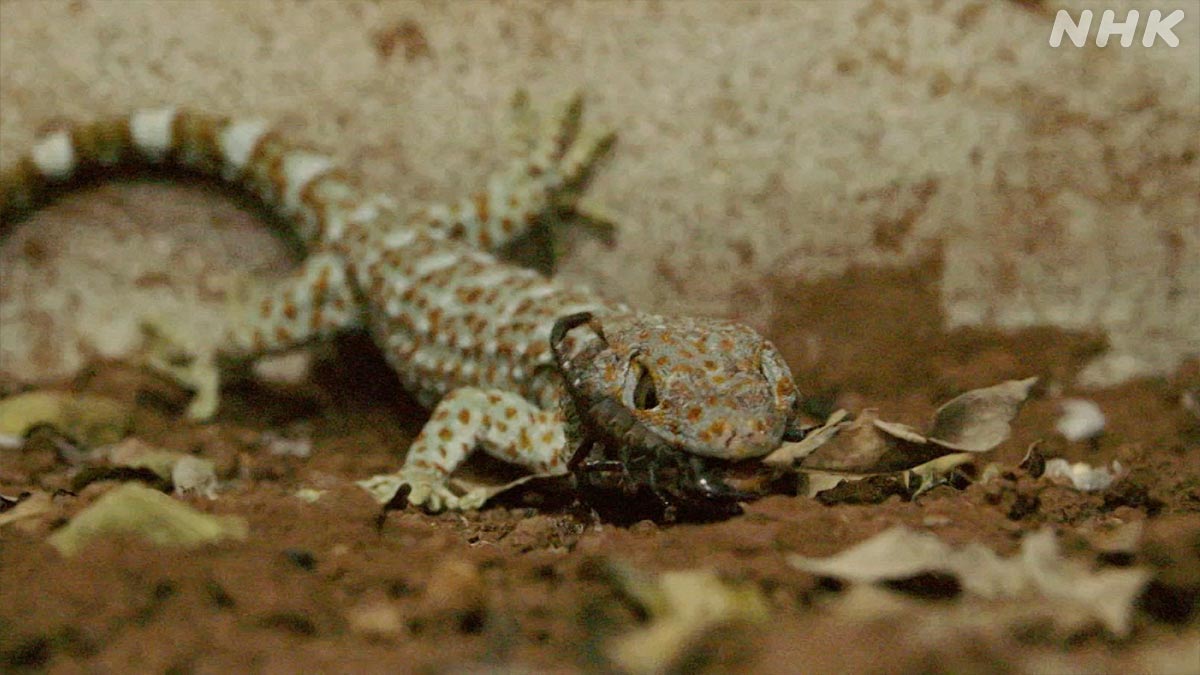 サソリを捕らえたトッケイヤモリ💥🦂💥

サソリに毒針を突き立てられているようにも見えますが、
うま～くよけて食べちゃうんです！🦎🍴

🟧⏰26日 日曜夜7時30分～🟧
『新発見！怪物ヤモリの㊙おうちライフ』
nhk.jp/darwin/

#ダーウィンが来た
