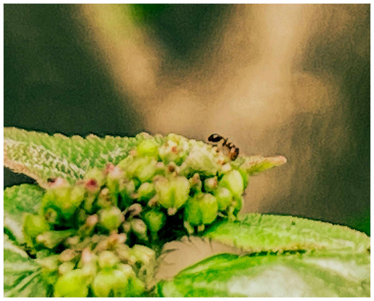 elishareps's tweet image. #ant #macro #mobile #iphone #indianphotographer