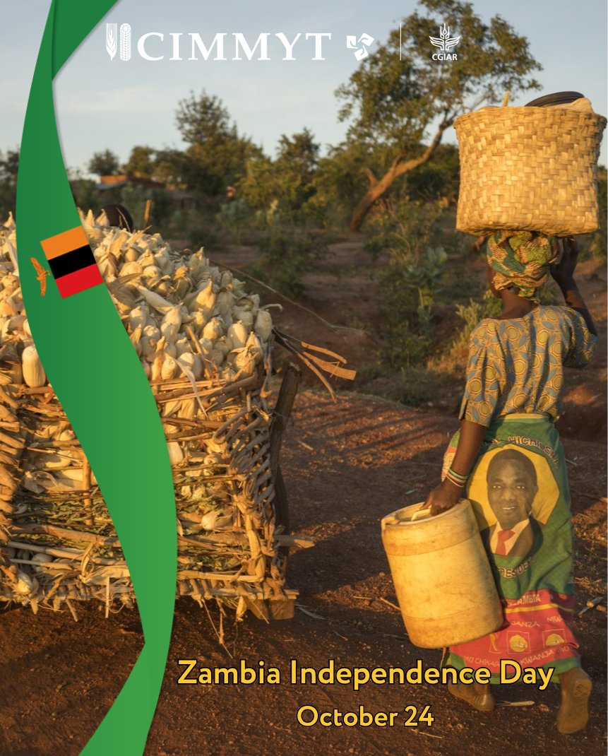 Bram Govaerts CIMMYT tweet media