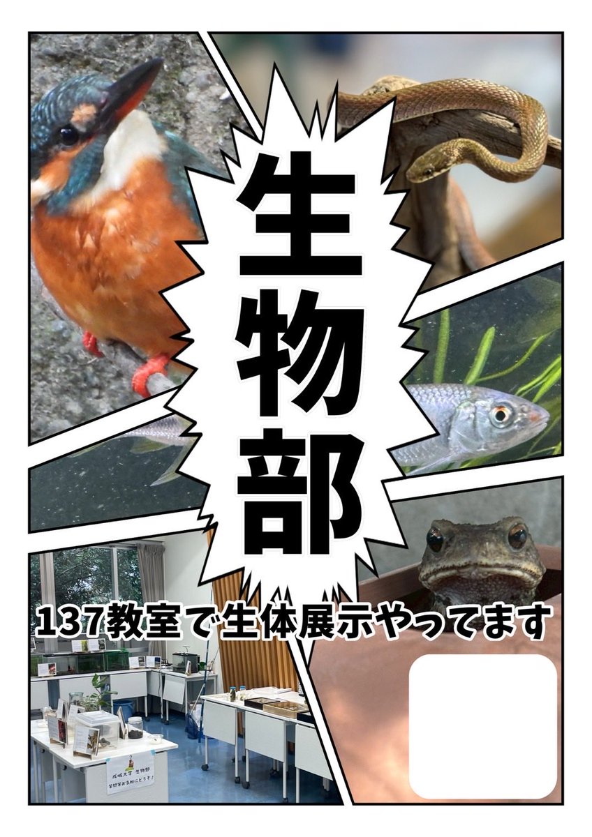seijoseibutu's tweet photo. こんにちは！成城大学生物部です！
今年度も、生物部は柳祭に参加します！

開催情報は以下の通りです！

日時  11/2、11/3  10:00-17:00
場所 137教室(1号館3階の奥)

今年度は、例年通りの生物の展示の他、大型水槽を用いた企画展示なども行います🐟

皆様ぜひお越しください😊
 
 #成城大学 https://t.co/eqjVQN9kn3