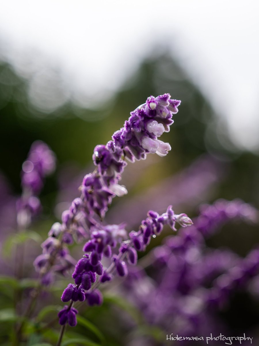 Hi_DesignFocus's tweet image. Gunma Flower Park +
ぐんまフラワーパークプラス

[2025.10.12]

#GunmaFlowerPark
#ぐんまフラワーパークプラス