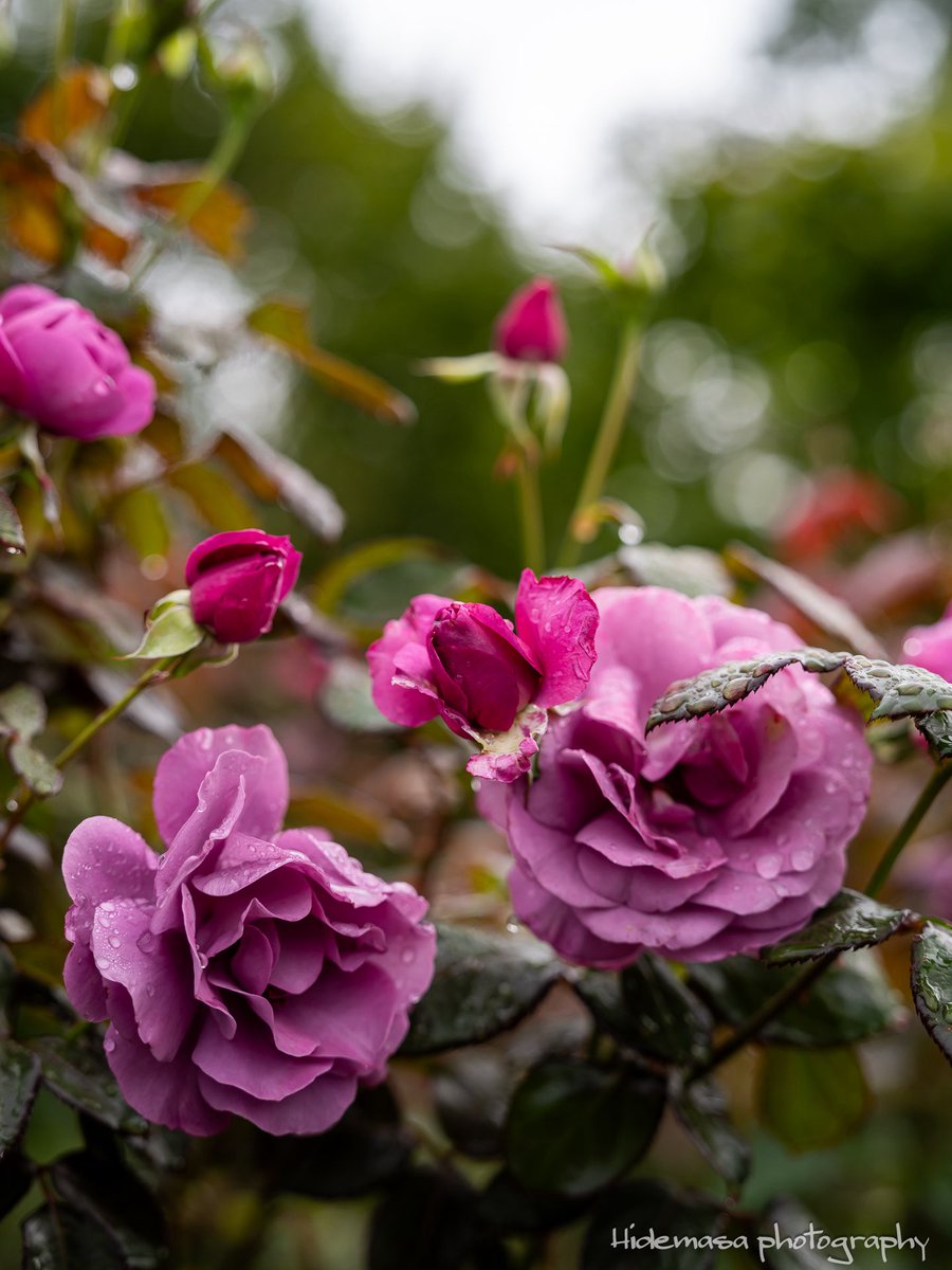 Hi_DesignFocus's tweet image. Gunma Flower Park +
ぐんまフラワーパークプラス

[2025.10.12]

#GunmaFlowerPark
#ぐんまフラワーパークプラス