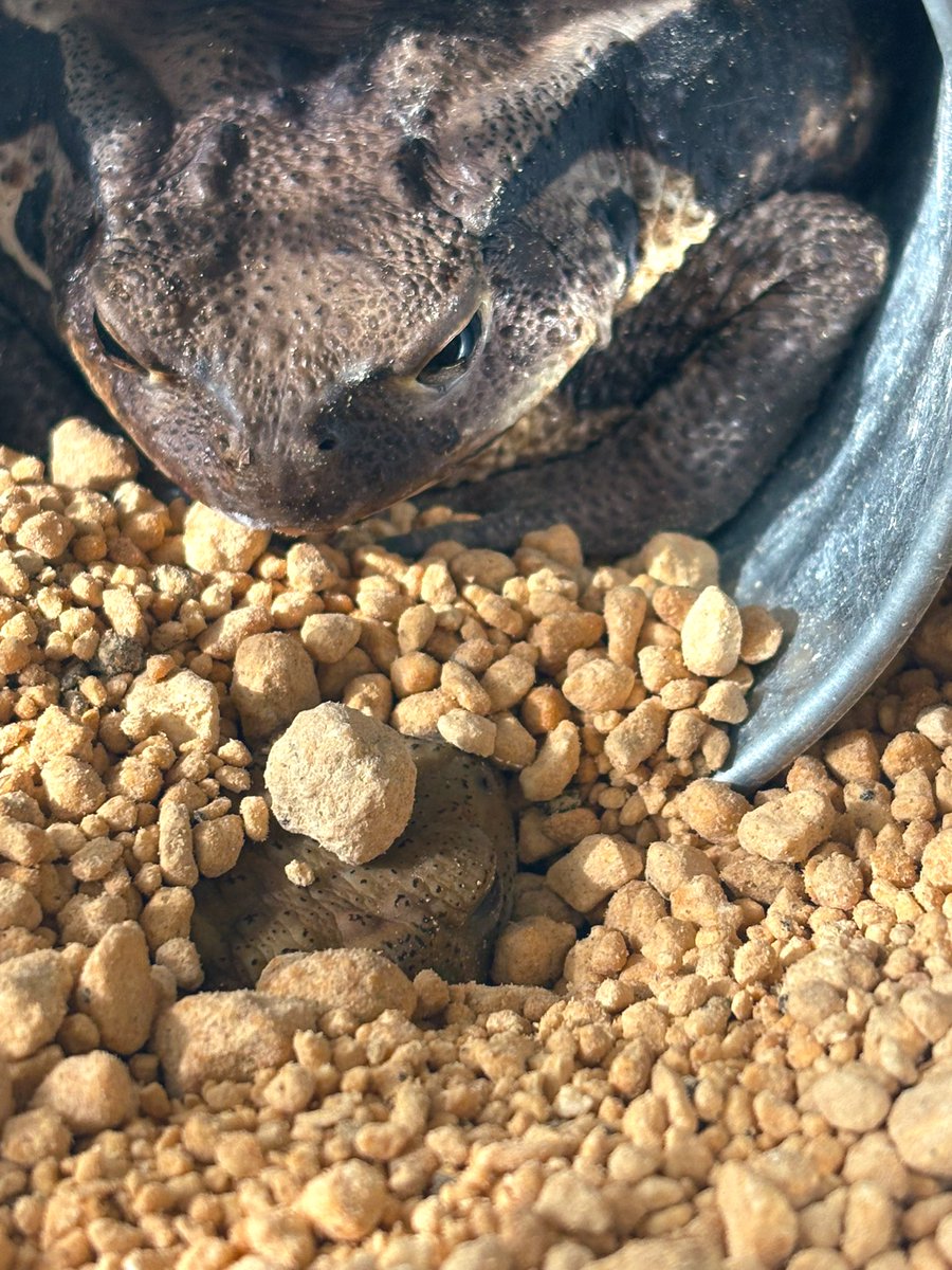 madamadada__'s tweet image. よくみるとすこしうごいているね 
 #ミヤコヒキガエル #アズマヒキガエル #toad  #bufo